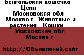 Бенгальская кошечка  › Цена ­ 20 000 - Московская обл., Москва г. Животные и растения » Кошки   . Московская обл.,Москва г.